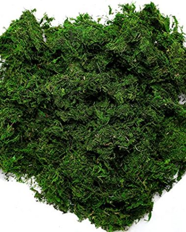 Byher 92926 Preserved Forest Moss, Fresh Green (16OZ)